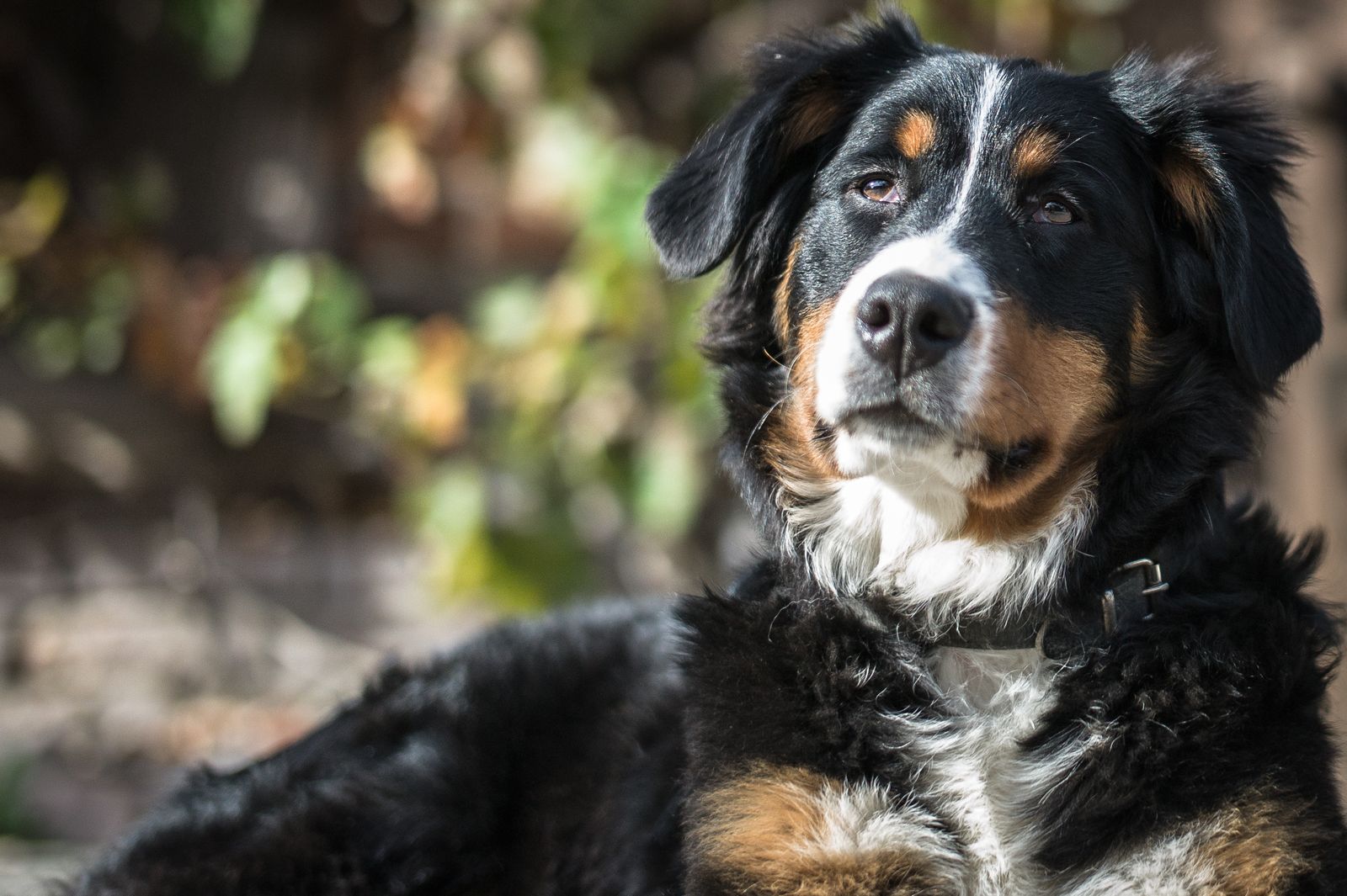 Berner sennenhund