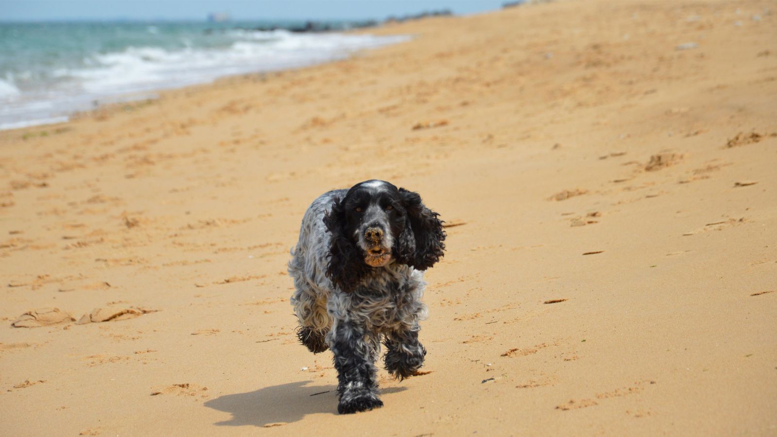 Cocker spaniel i naturen