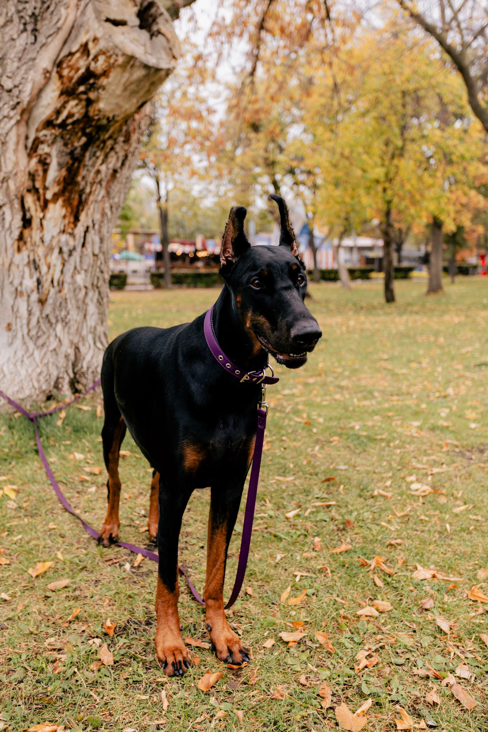 Dobermann utomhus