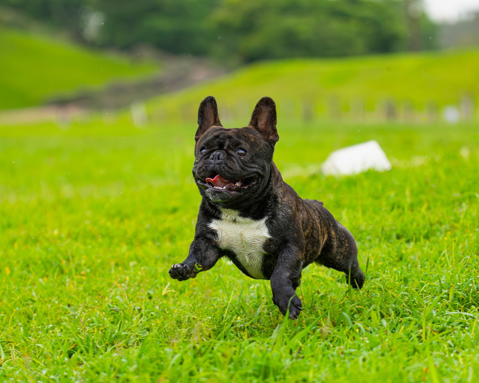 Fransk bulldogg som tittar in i kameran