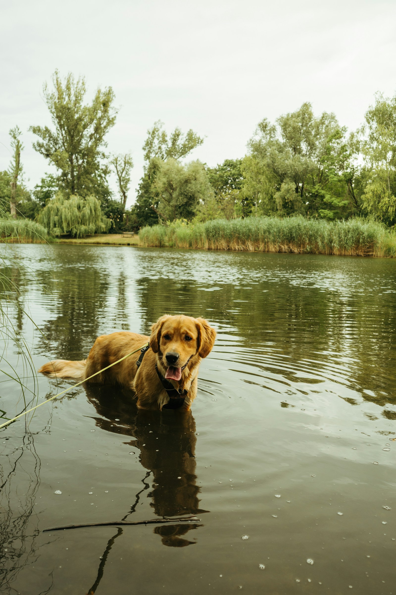 Golden retriever som ler mot kameran