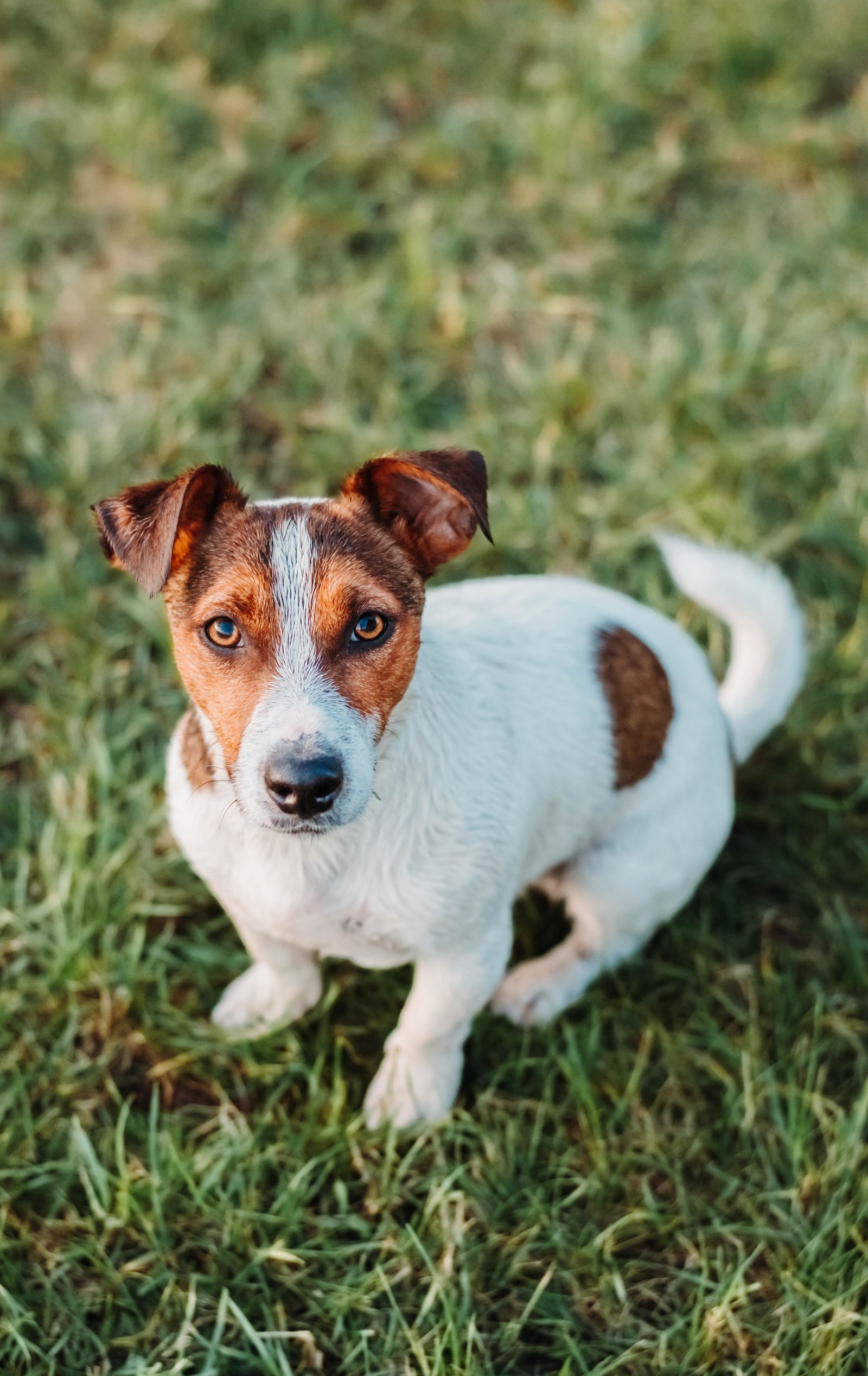Jack russell terrier utomhus