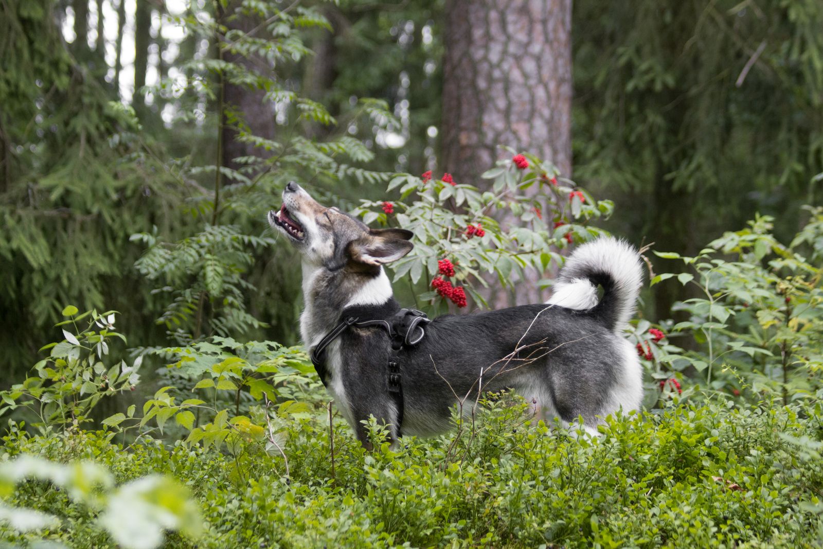 Jämthund i skogen