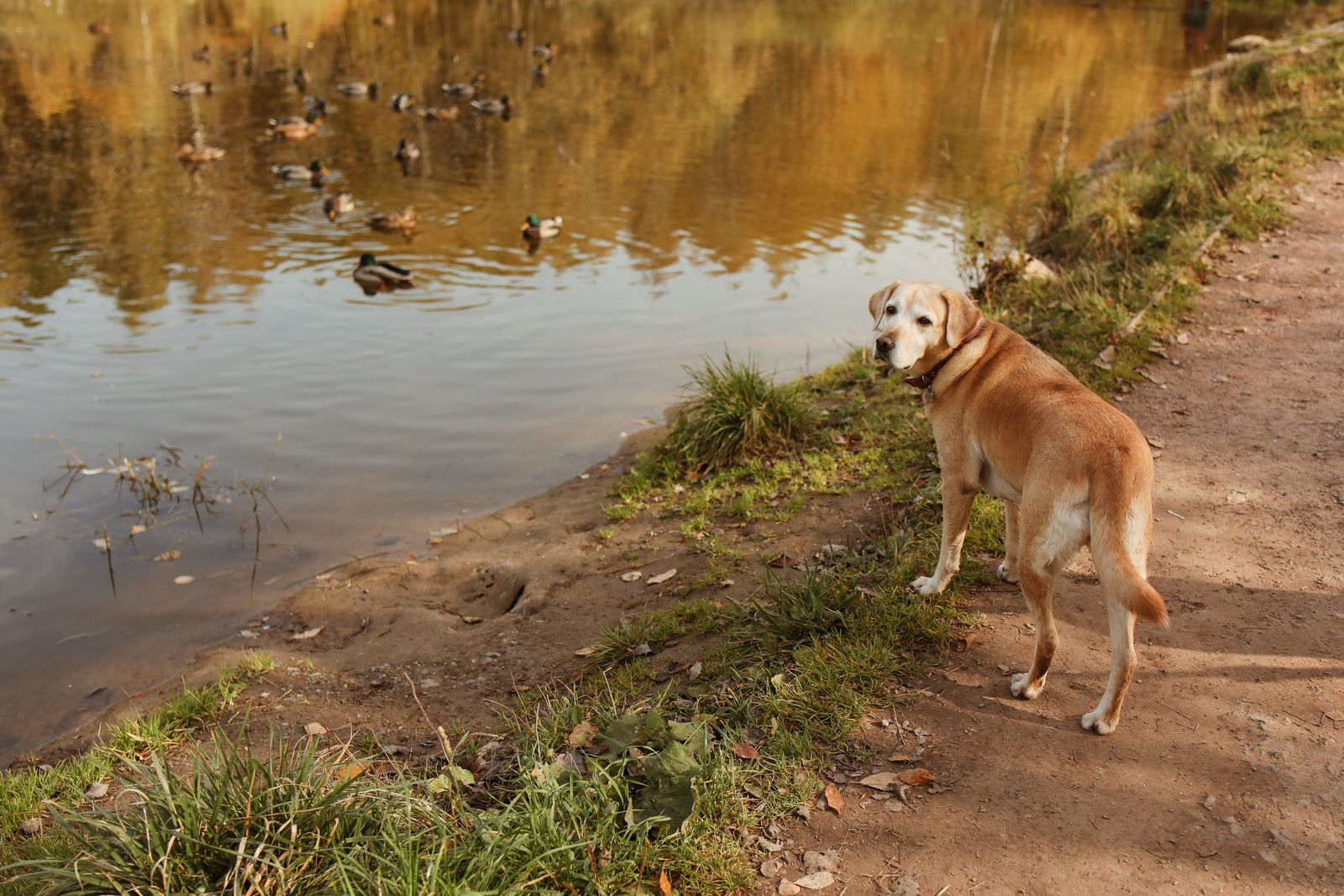 Labrador retriever ute i naturen