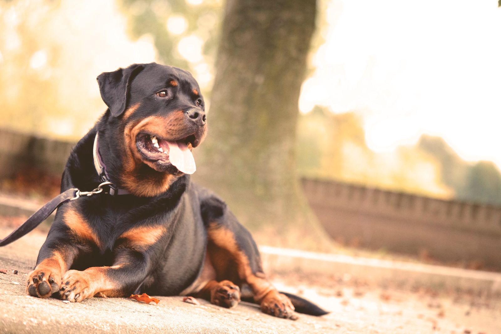 Rottweiler utomhus