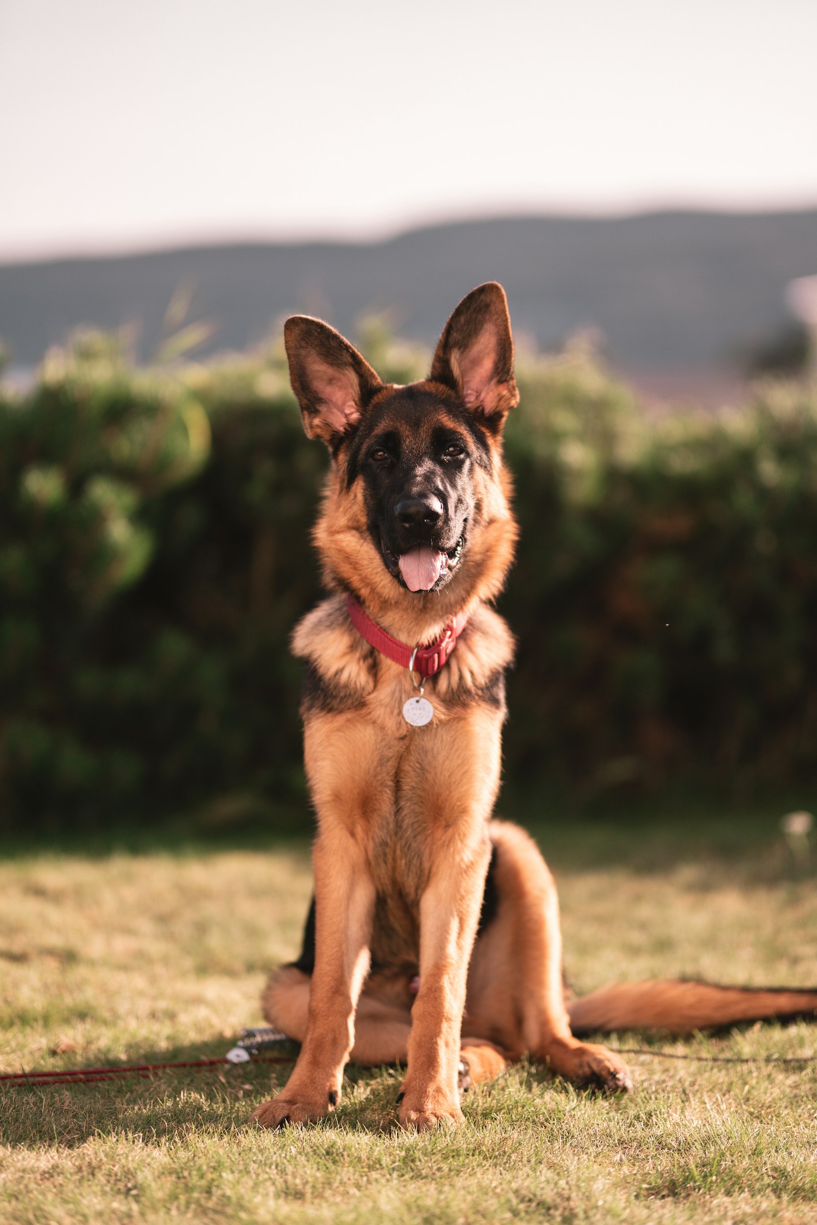 Schäfer (tysk herdehund) utomhus