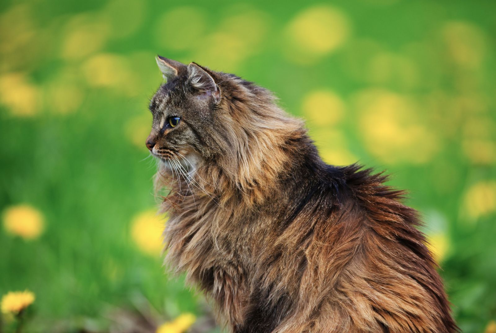 Norsk skogkatt